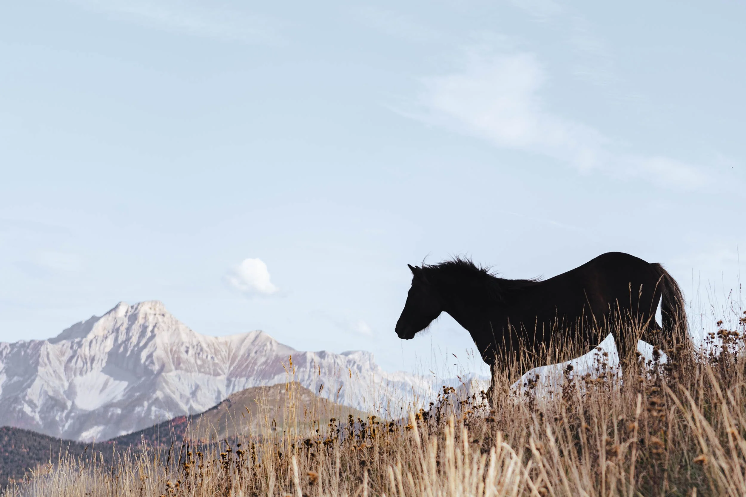 cheval vercors montagne