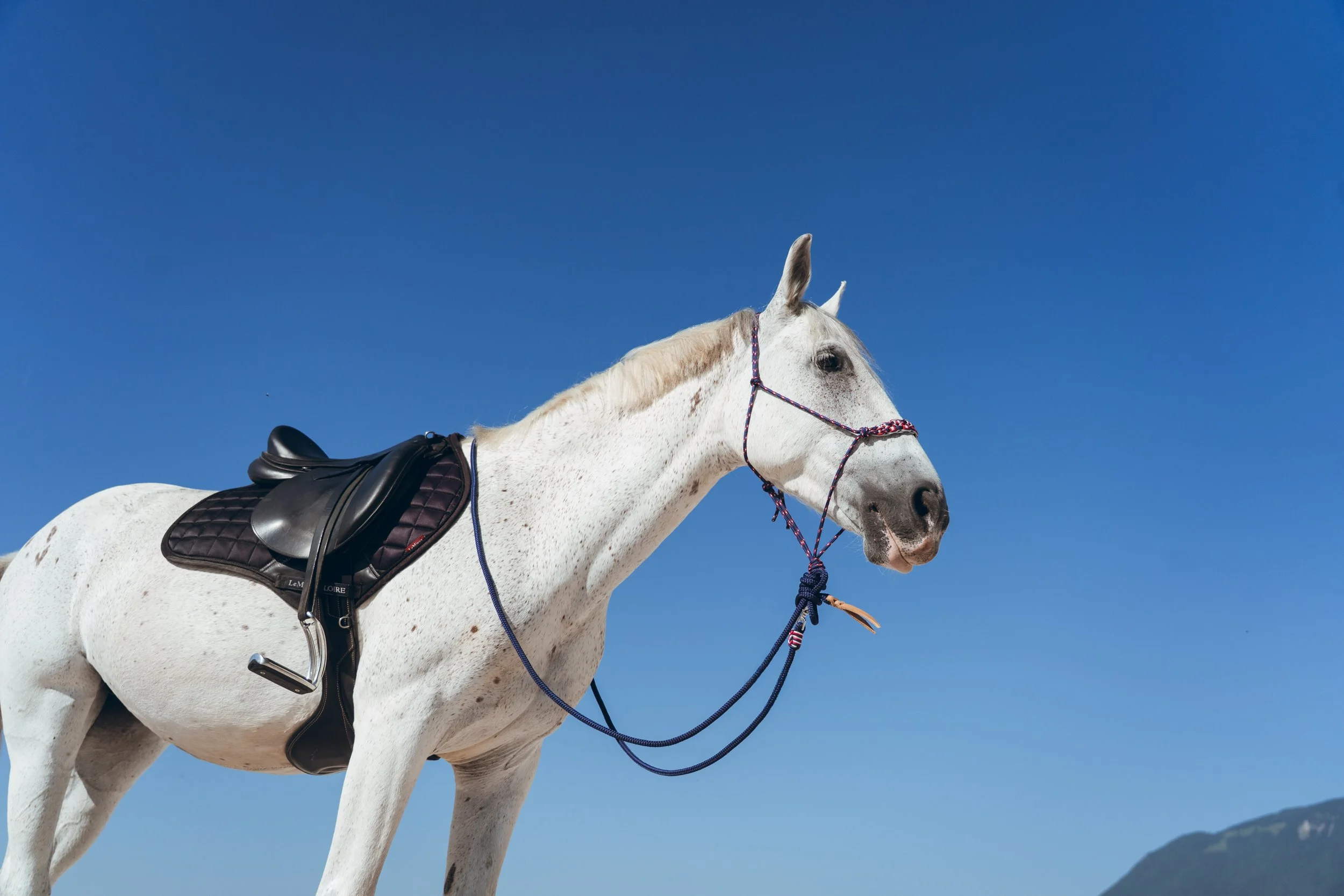 shooting ecommerce equestre.jpg