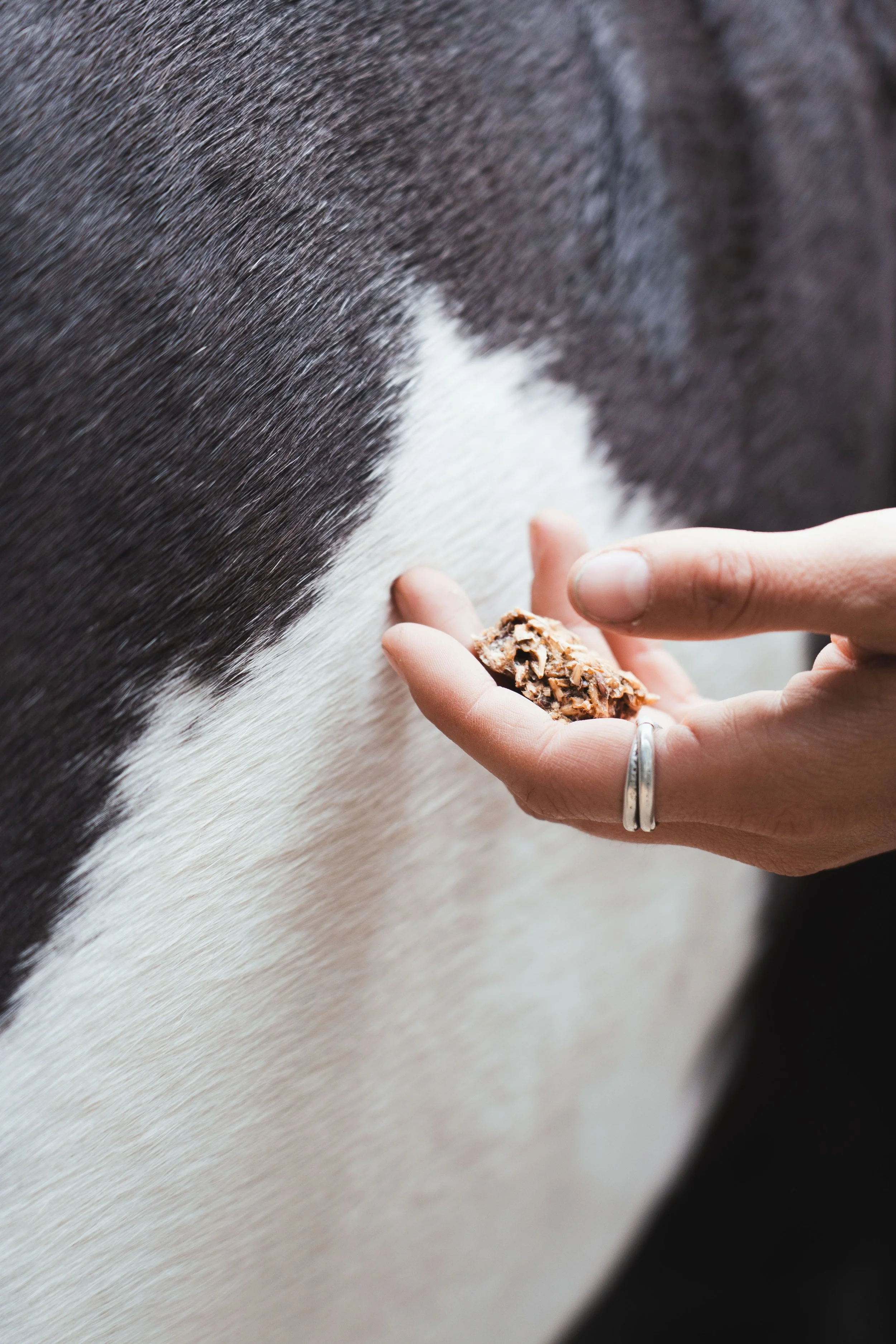 mise en avant produits photographie équestre