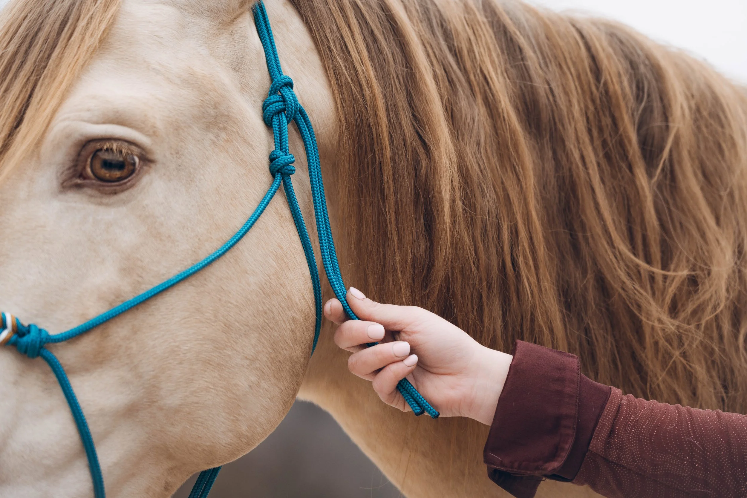 shooting ecommerce equestre