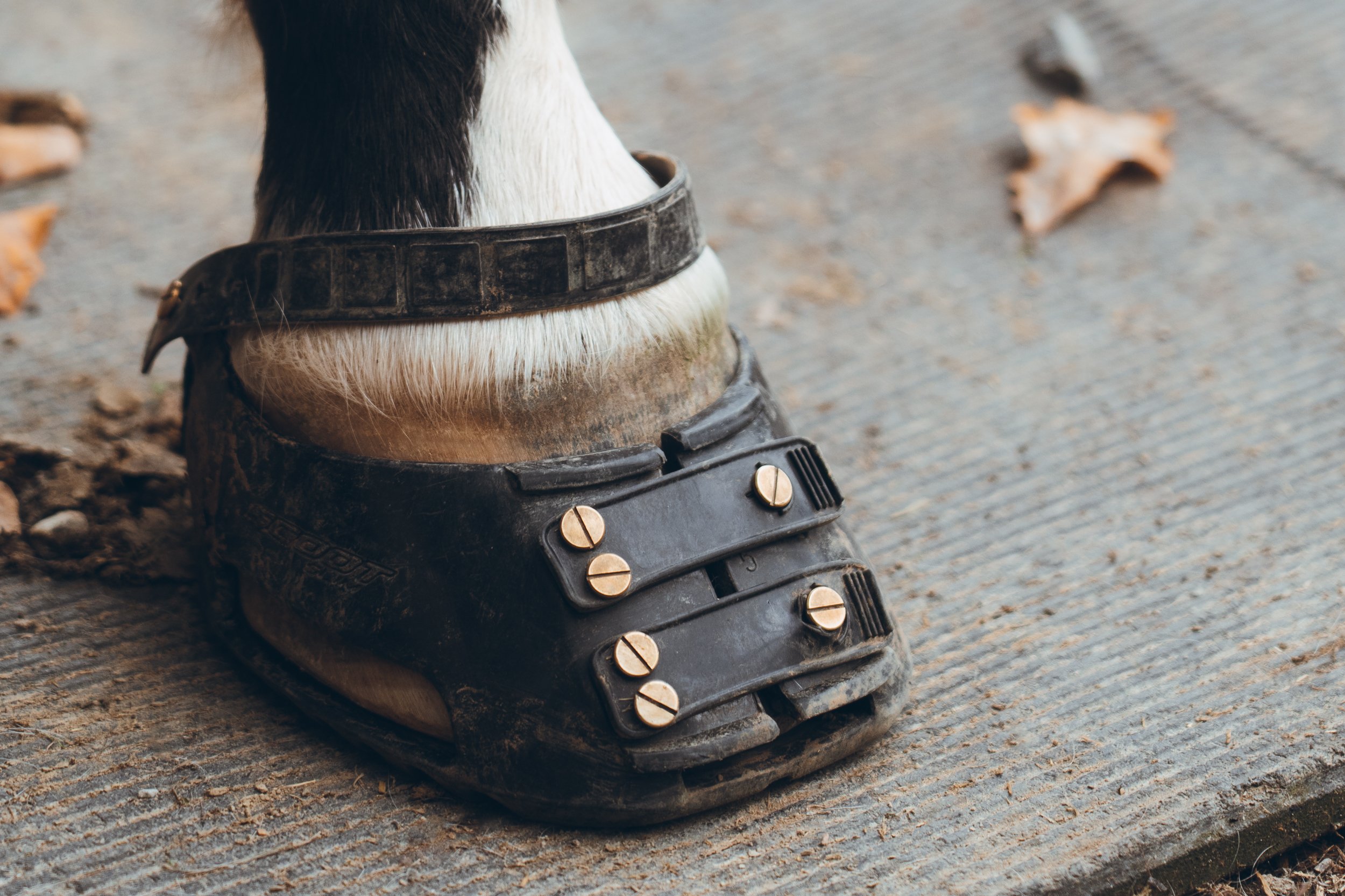 hipposandales scootbotts