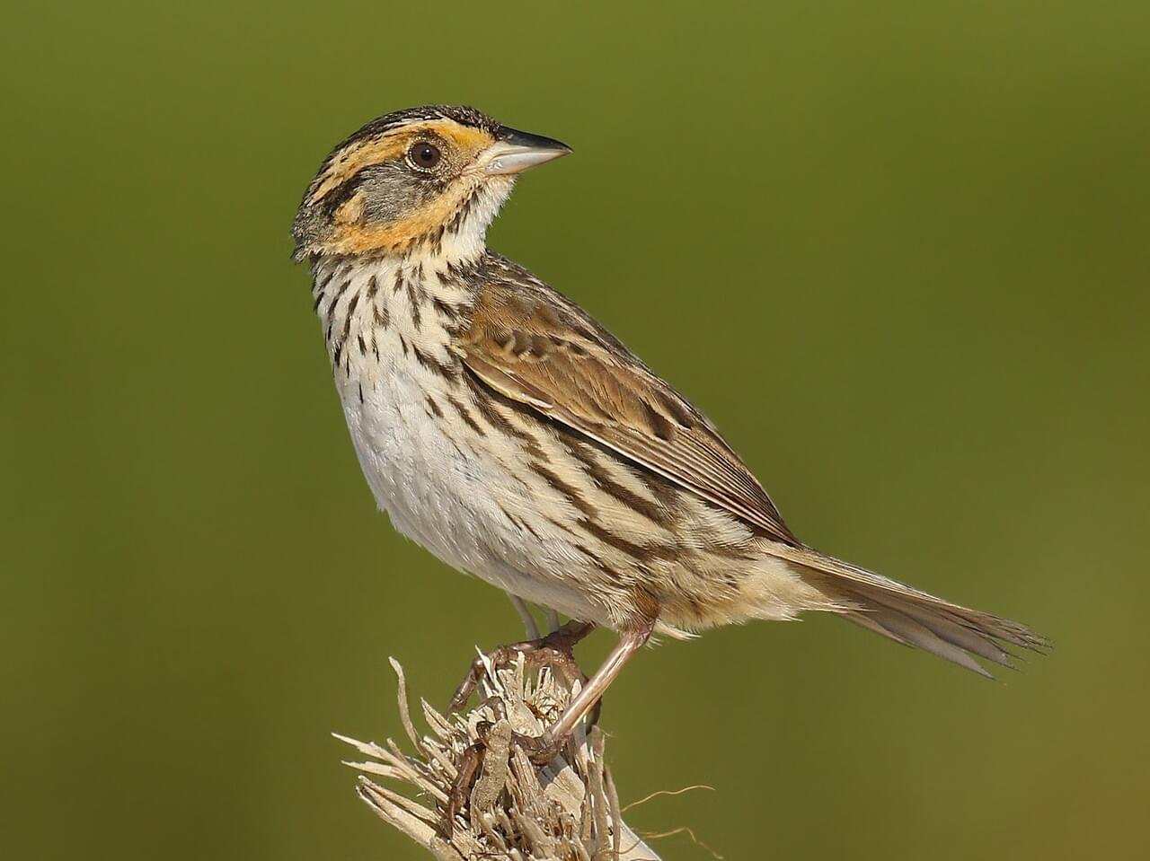 Saltmarsh sparrow 3.jpg