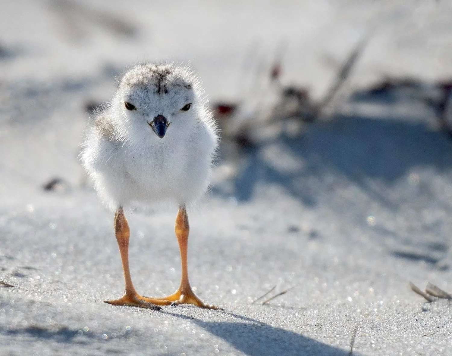 Plover chick cropped MPoole.jpeg