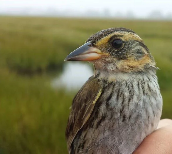 Female Saltmarsh Sparrow #1601–69613. Photo by Bri Benvenuti/USFWS