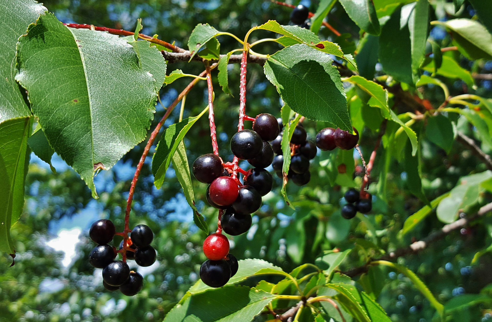 Black Cherry — The Friends of Rachel Carson National Wildlife Refuge