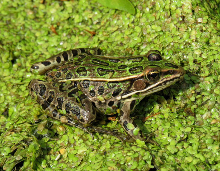 Northern leopard frog — The Friends of Rachel Carson National Wildlife  Refuge