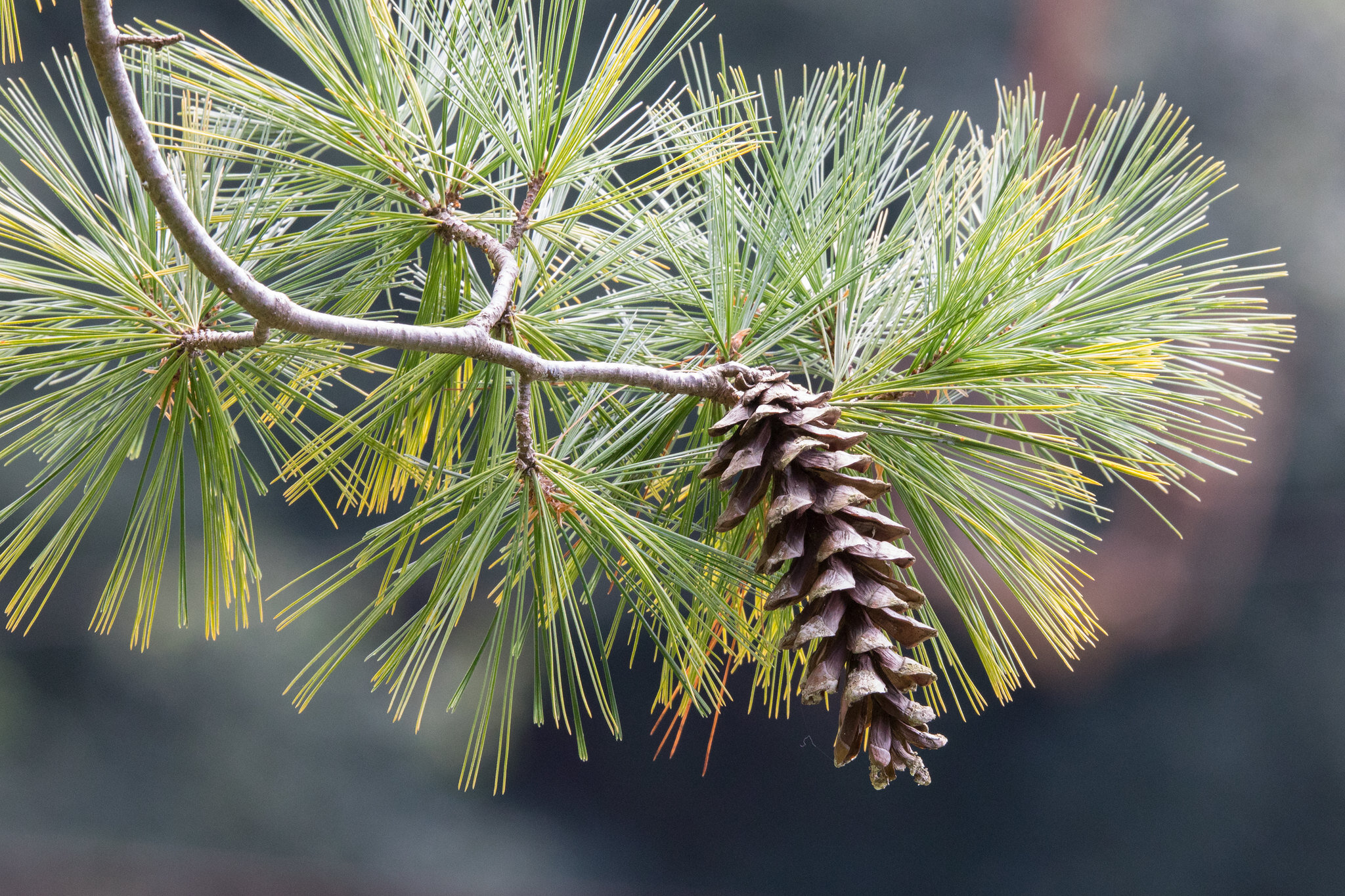 Eastern white pine — The Friends of Rachel Carson National Wildlife Refuge