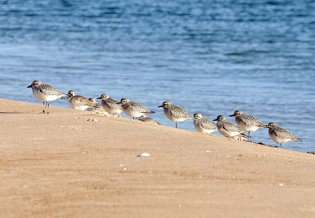 birds on beach copy.jpeg