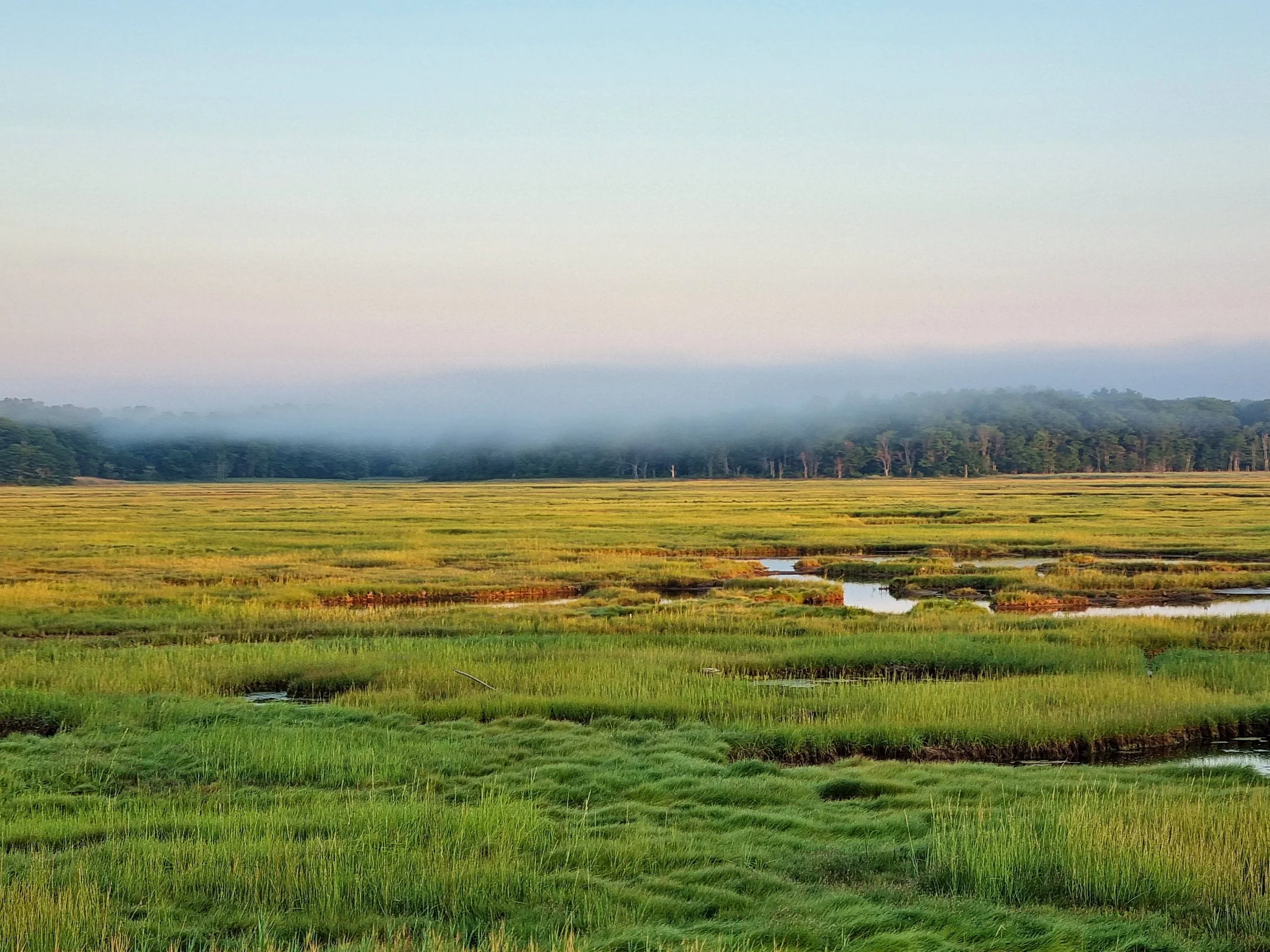 Misty Morning - Tracy Birchall edited copy.jpeg