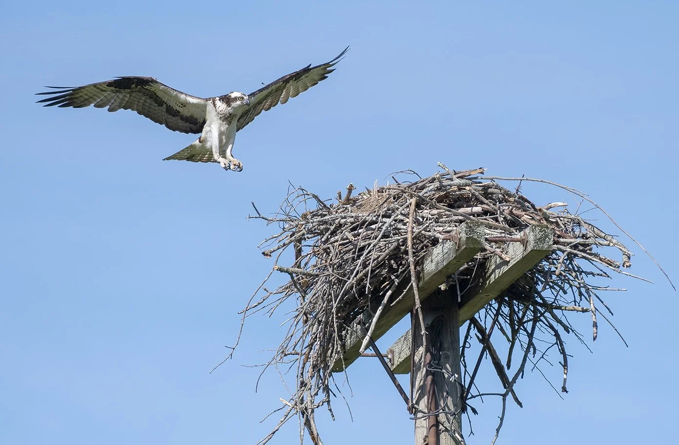 osprey landing copy.jpeg