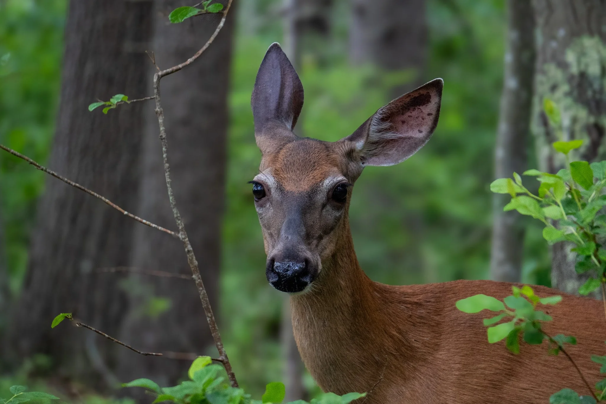 Curious Deer - Carson Trail Edited.jpg