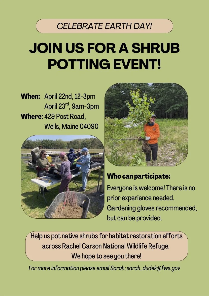 Shrub potting April 2026 copy.jpg