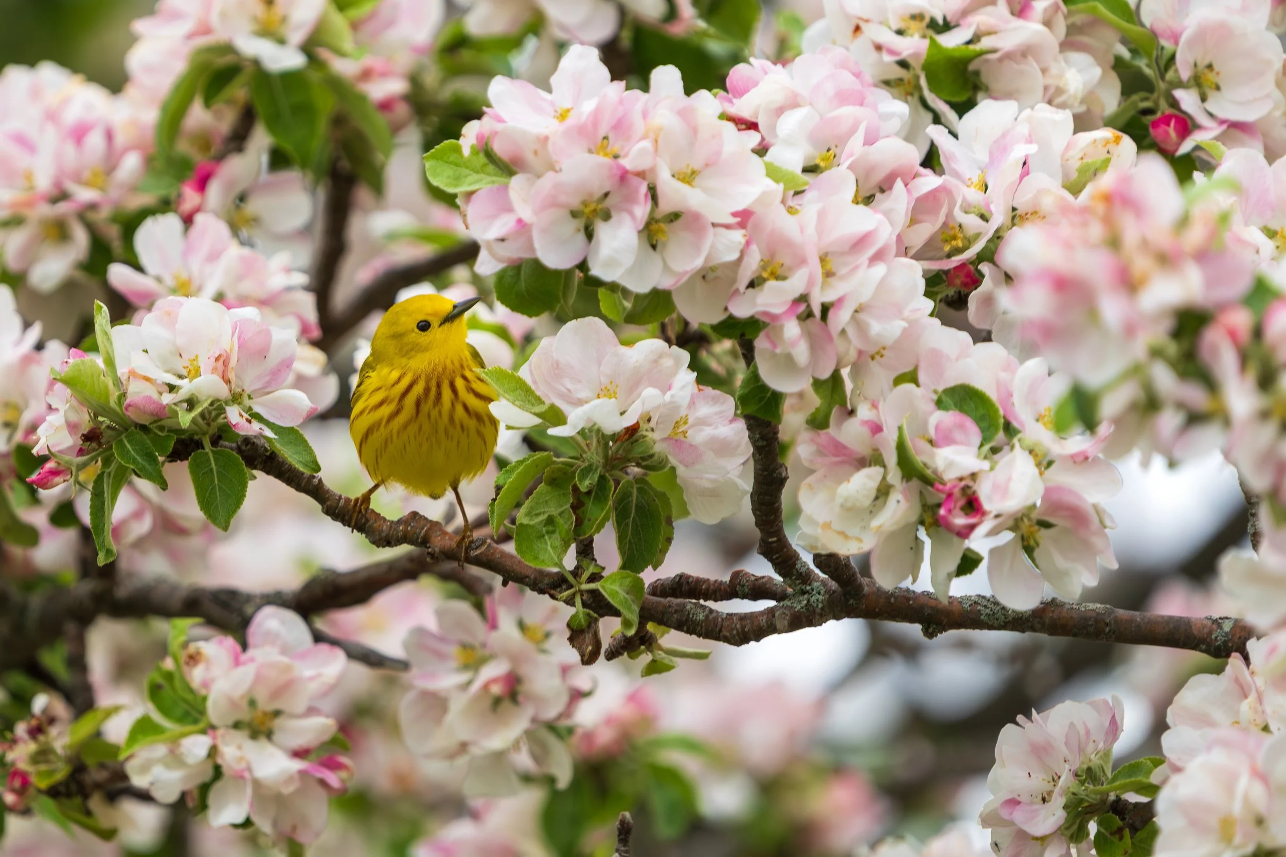 Yellow Warbler Bill Gingras copy.jpg