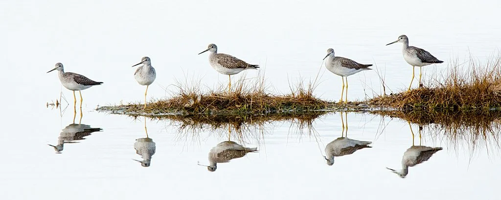 yellowlegs 5 copy.jpeg