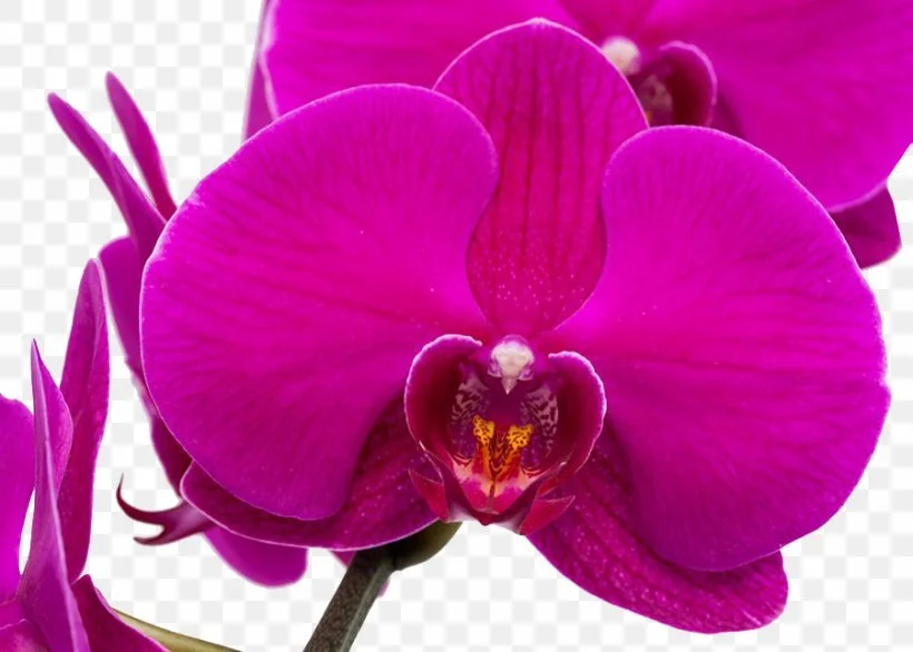 Highly Sensitives - Why Your Sensitivity is a Superpower.