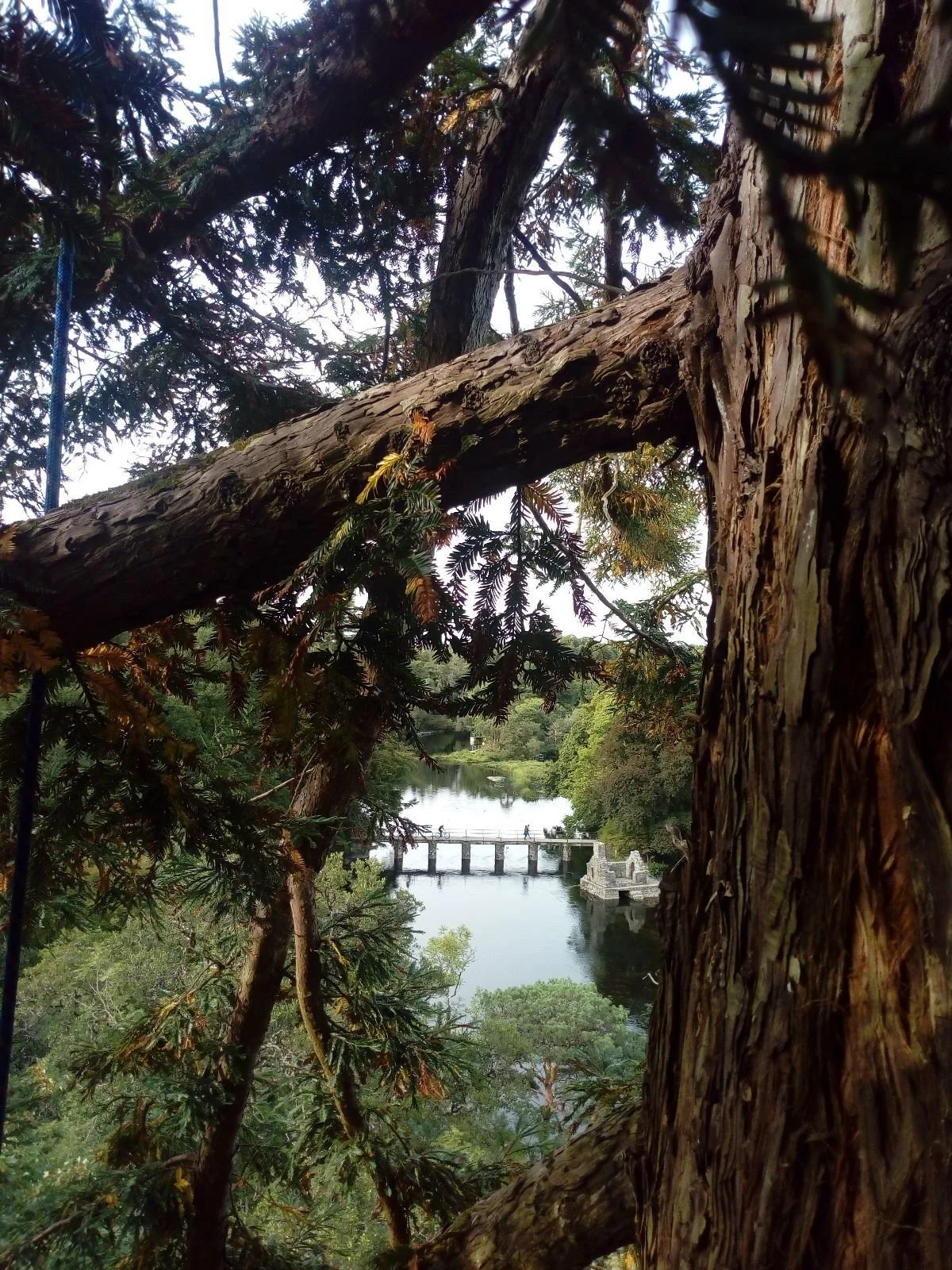 tree3.jpg