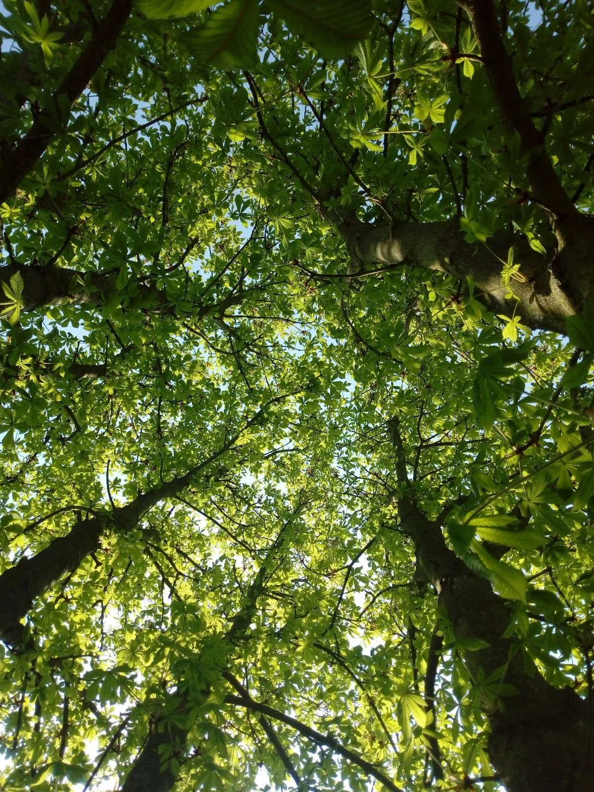 tree4.jpg