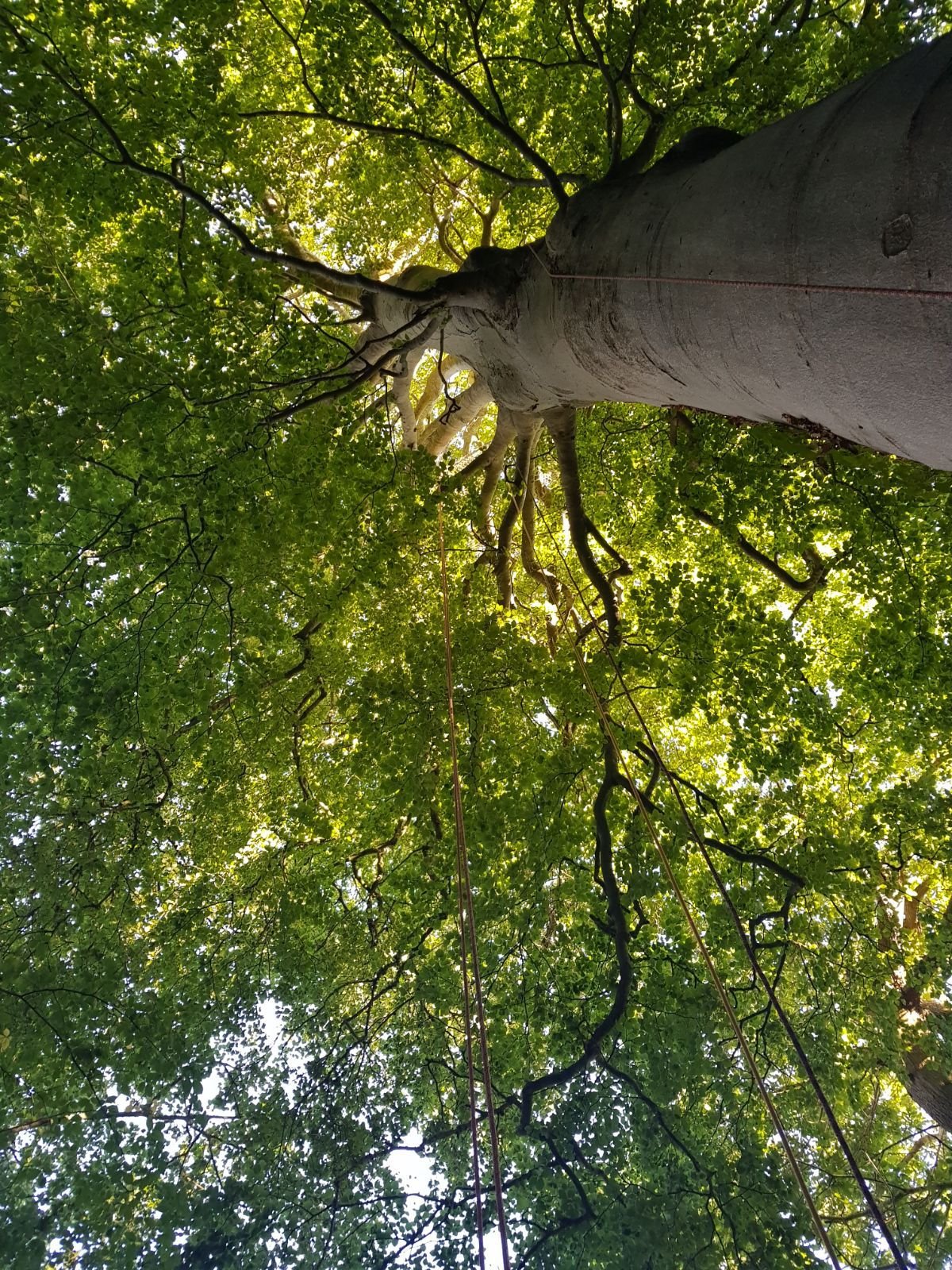 tree5.jpg