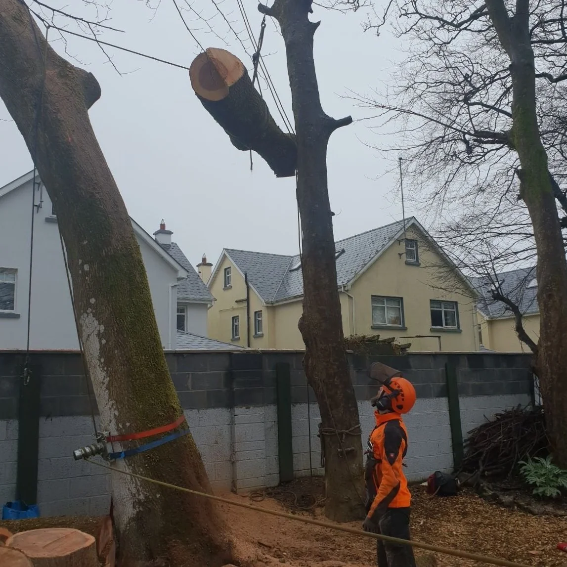 tree2.jpg