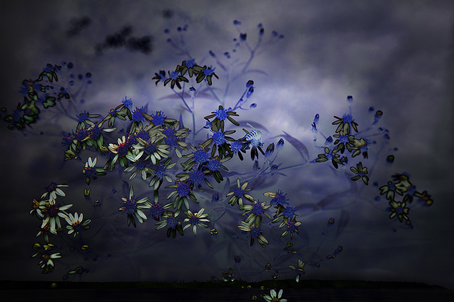 Flowers and Clouds, Seawall, Maine, Cat. C005  Alan Henriksen.jpg