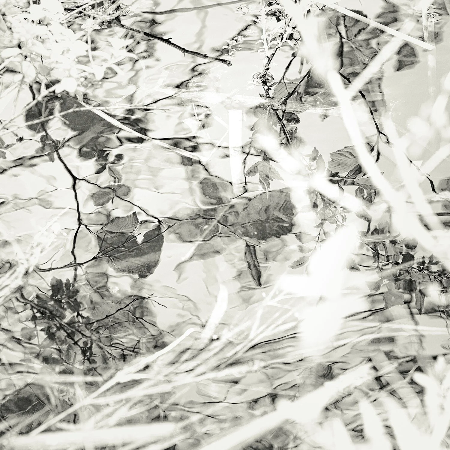 Pond Plants, Acadia, 2025