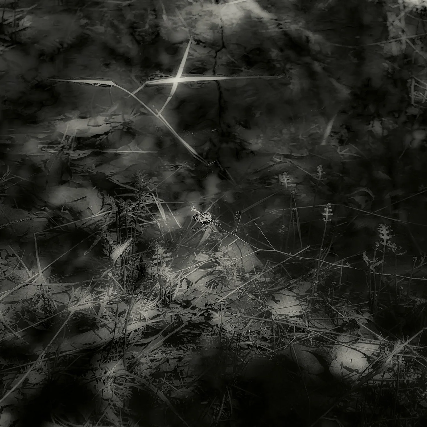 Pond Plants, Acadia, 2025