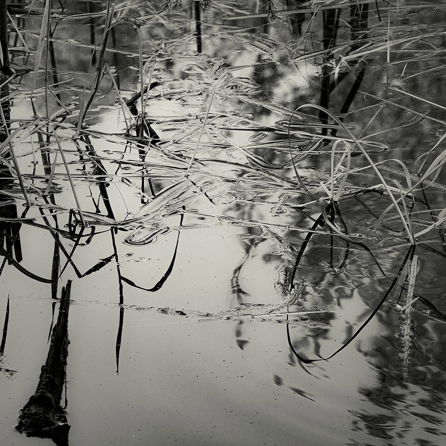 Pond Plants, Acadia, 2025