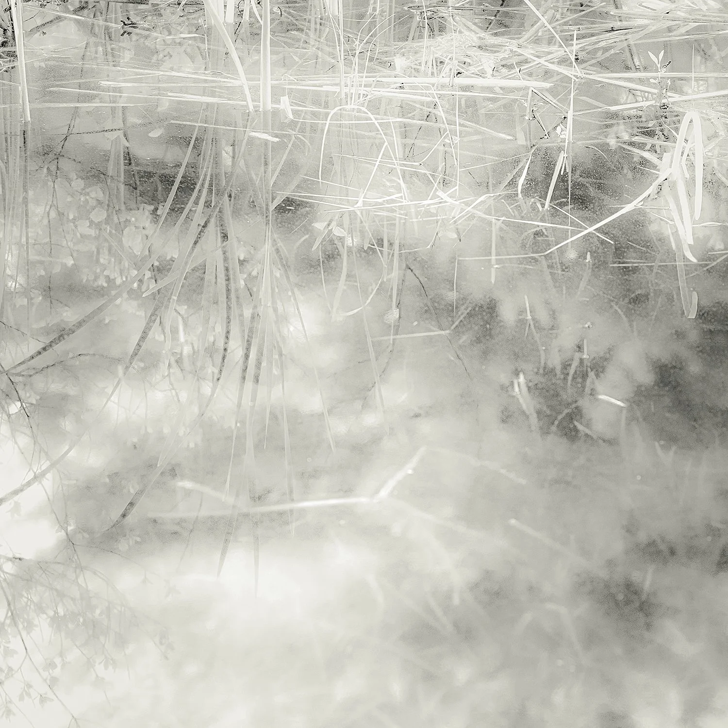 Pond Plants, Acadia, 2025