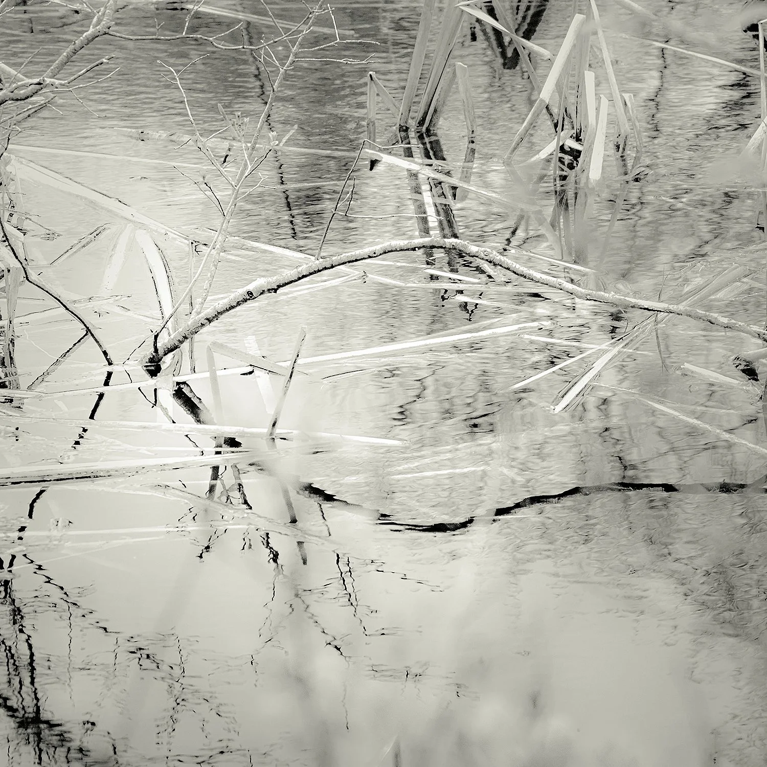Pond Plants, Acadia, 2025