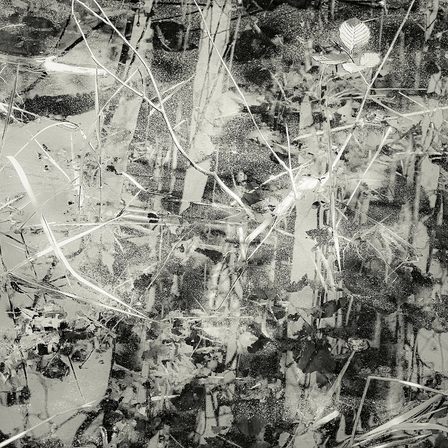 Pond Plants, Acadia, 2025