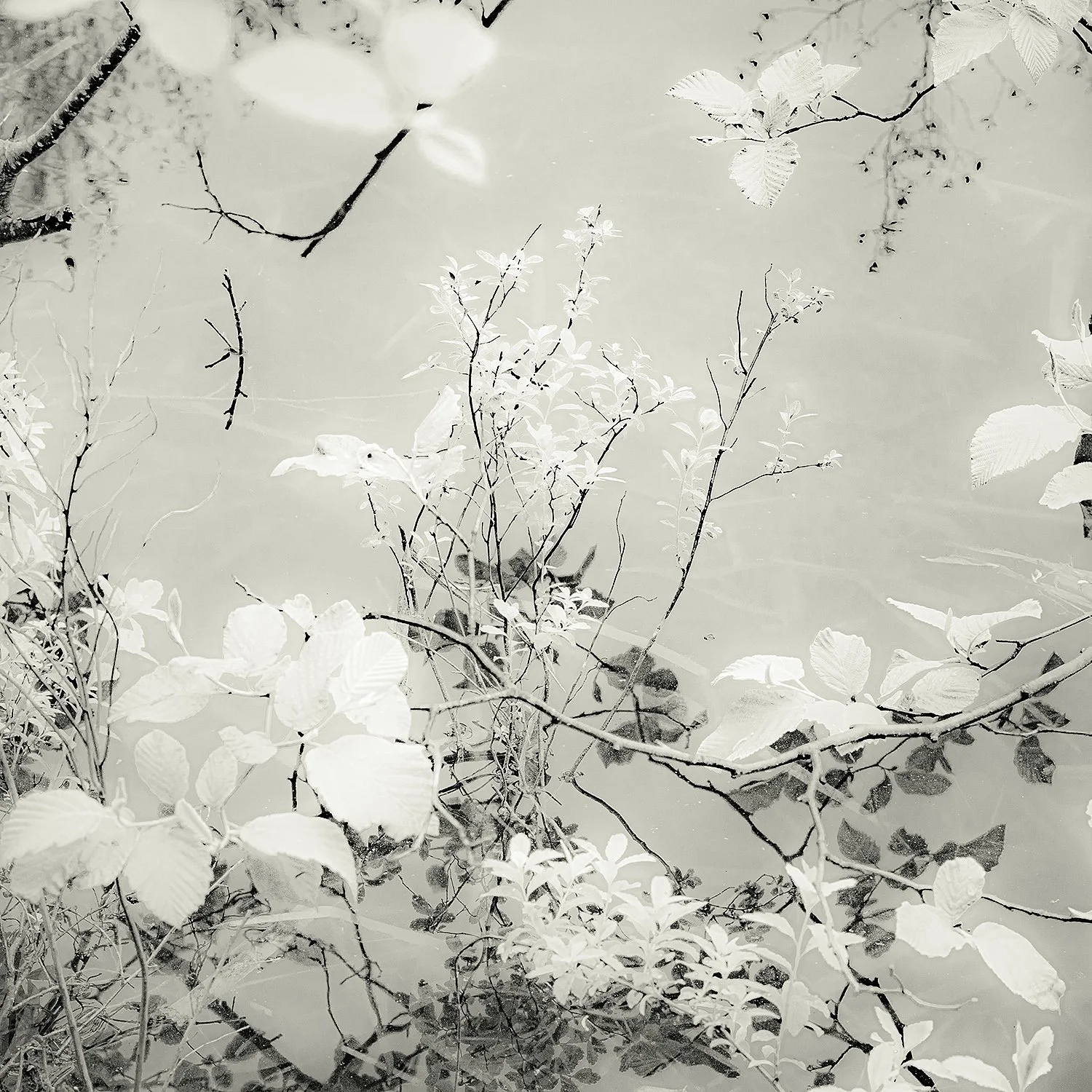 Pond Plants, Acadia, 2025
