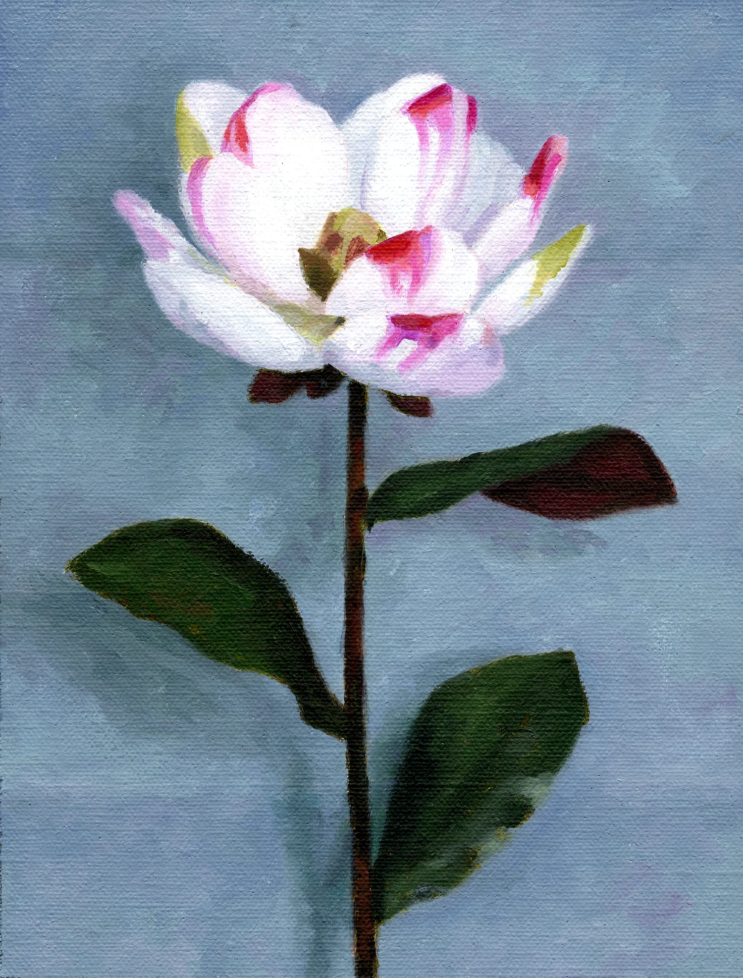 Magnolia