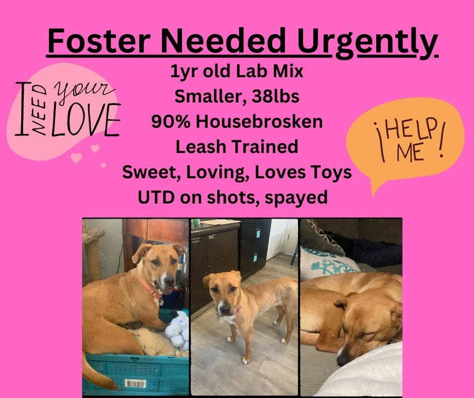 CARE Friends and Family, we REALLY need help! Hazel's foster, our VERY dedicated Programs Coordinator Chris and his fianc&eacute;, Samantha, have to immediately take in another foster, so Miss Hazel needs a foster home PRONTO. She's such a sweetheart