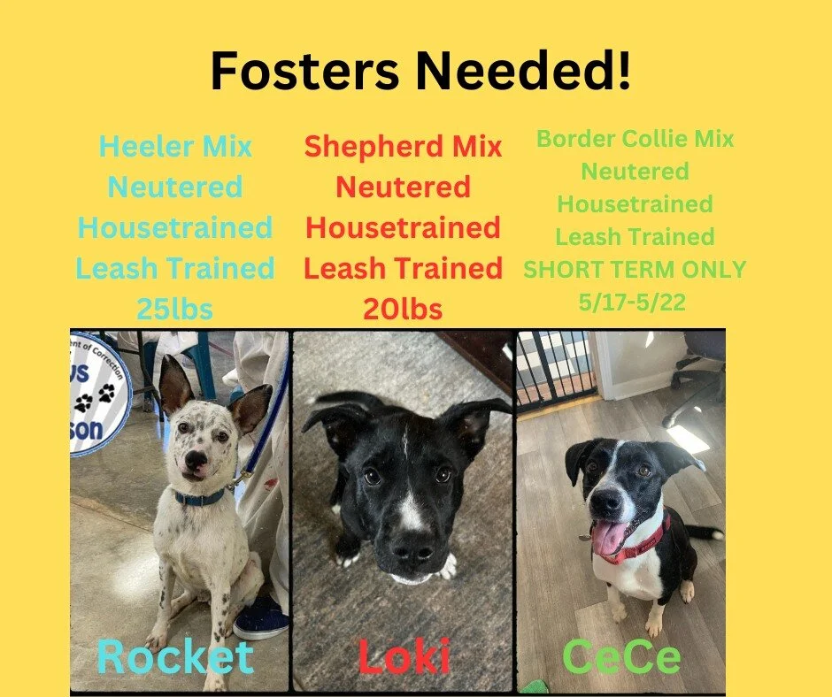 Foster Alert! Foster Alert!
We have 3 young lads that could use a foster! CeCe just needs a short-term foster while his current fosters are out of town. Loki and Rocket are looking for forever homes, but need a foster while they wait. If you can help