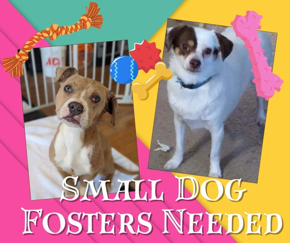 We've got two fur-babies under 30 lbs that need fosters.  Poppy (left) gets along with everyone and everything, she is a little shy but will warm up quickly!  Spud (right) would prefer a situation where he is the only pet so he can get all the attent