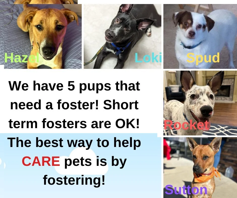 Since CARE does not have a shelter, we rely on fosters to help house our pets until they get adopted. We have pups that need just a short-term foster and ones that may need a longer stay as they await adoption. Without fosters, CARE incurs the expens