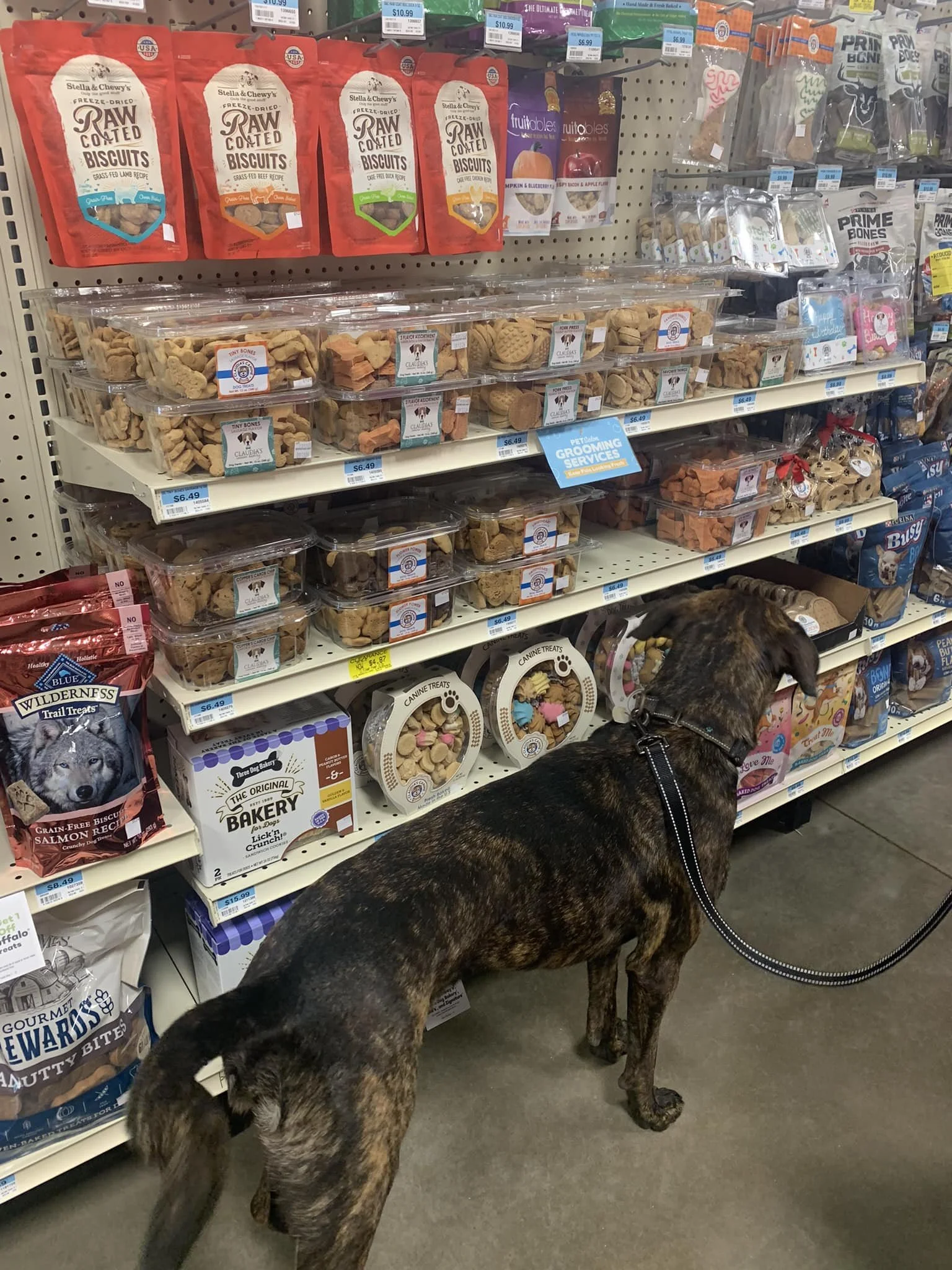 Join us at Petsense North Little Rock  for our Showing from 11am-2pm! Fozzie is busy picking out snacks