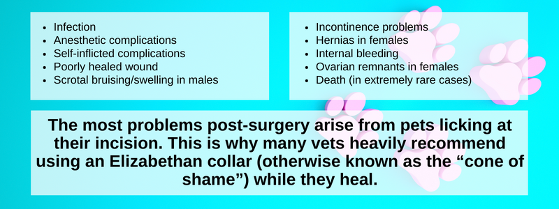 Snip Snip Hooray FAQ — Care for Animals