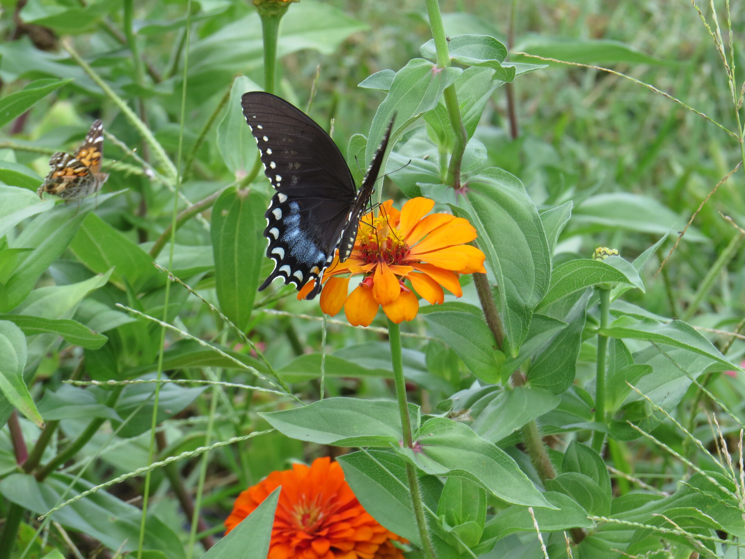 Virginia Naturals Butterfly