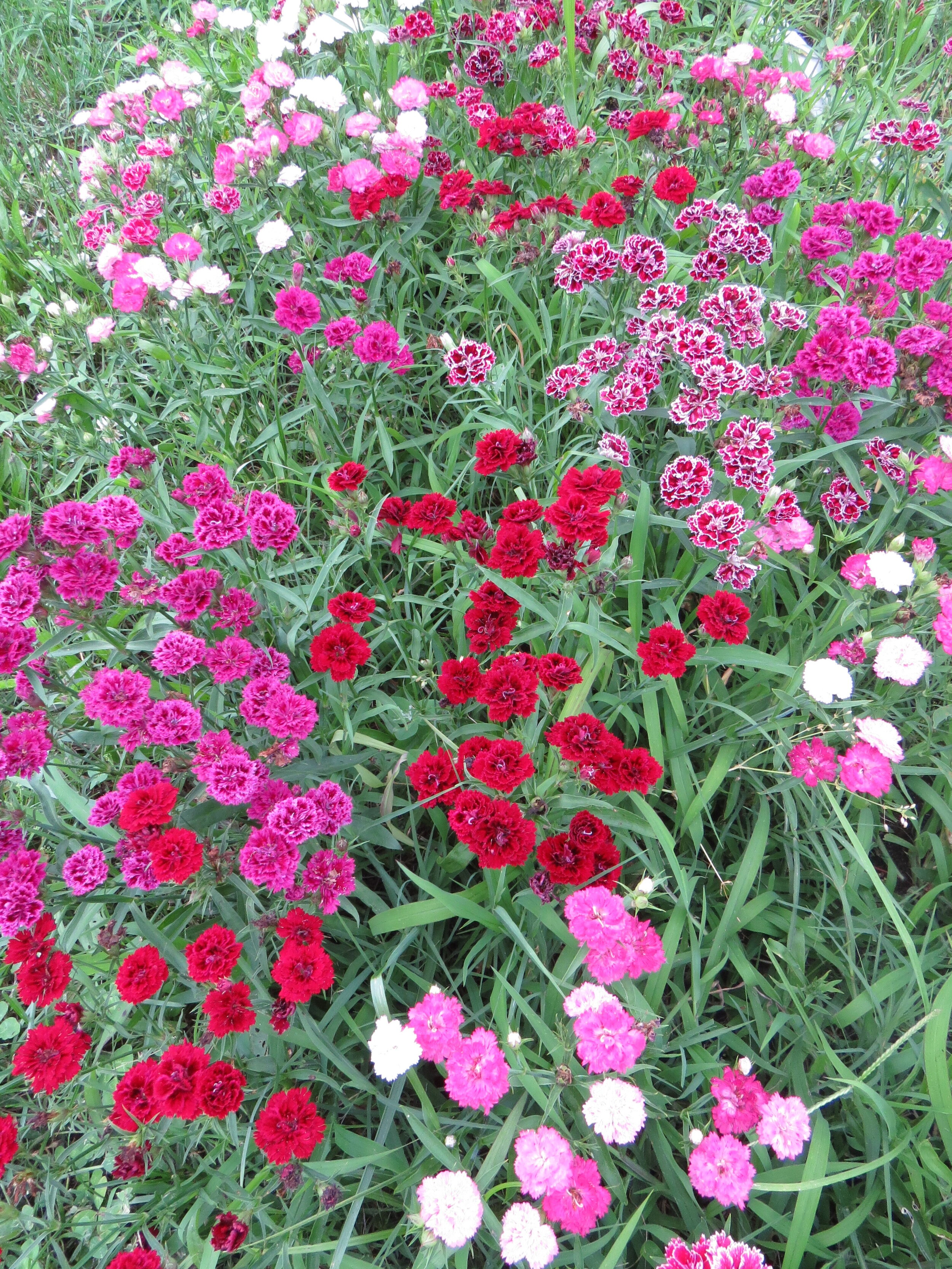 Virginia Naturals Flowers