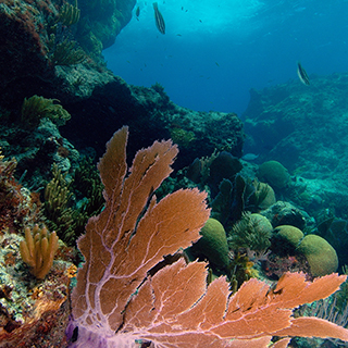 coral reef-a marquardt.jpg