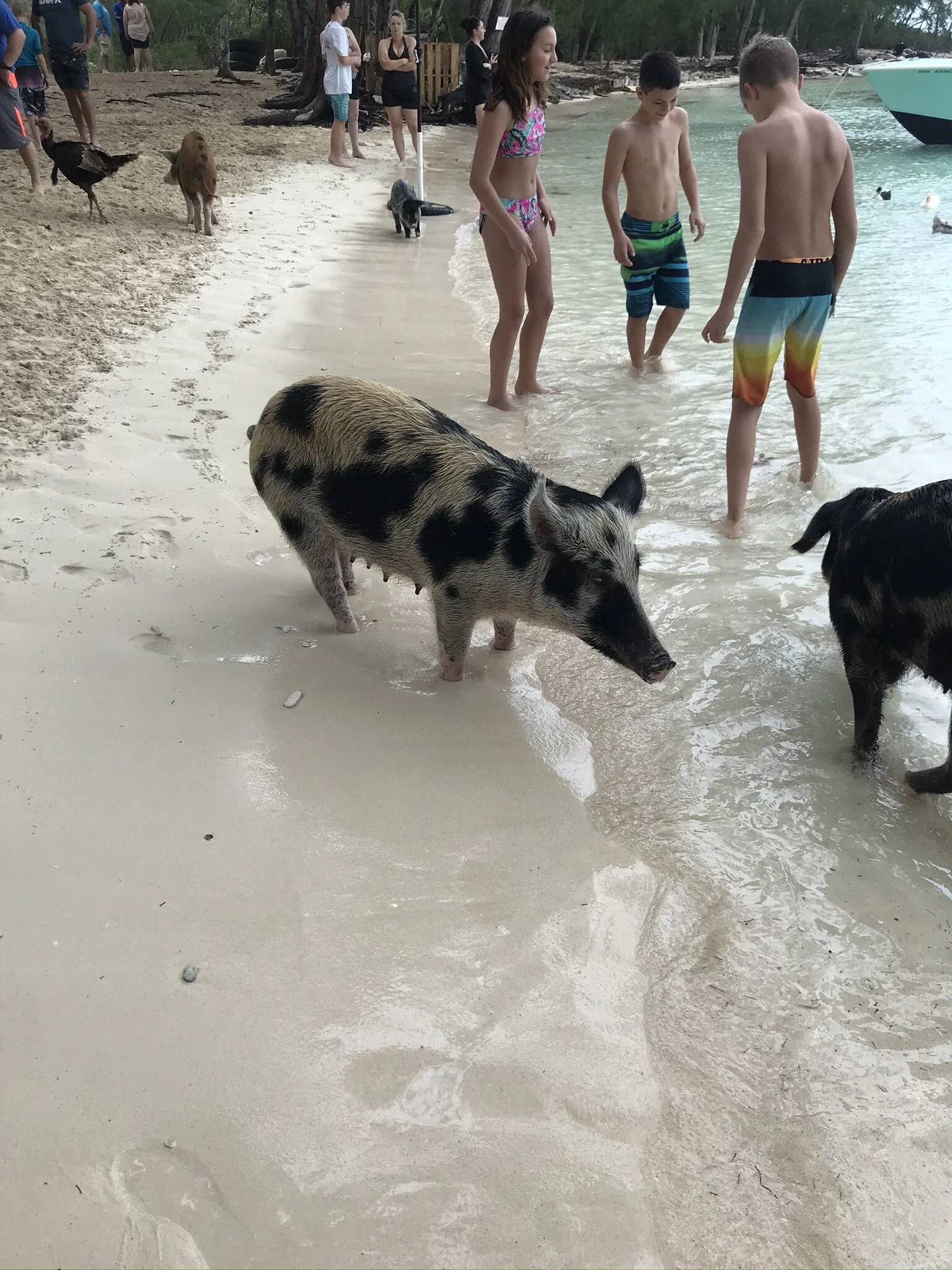 PigIsland031.JPG