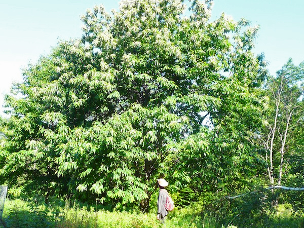 Rare American Chestnut Stands Tall In Northern New York
