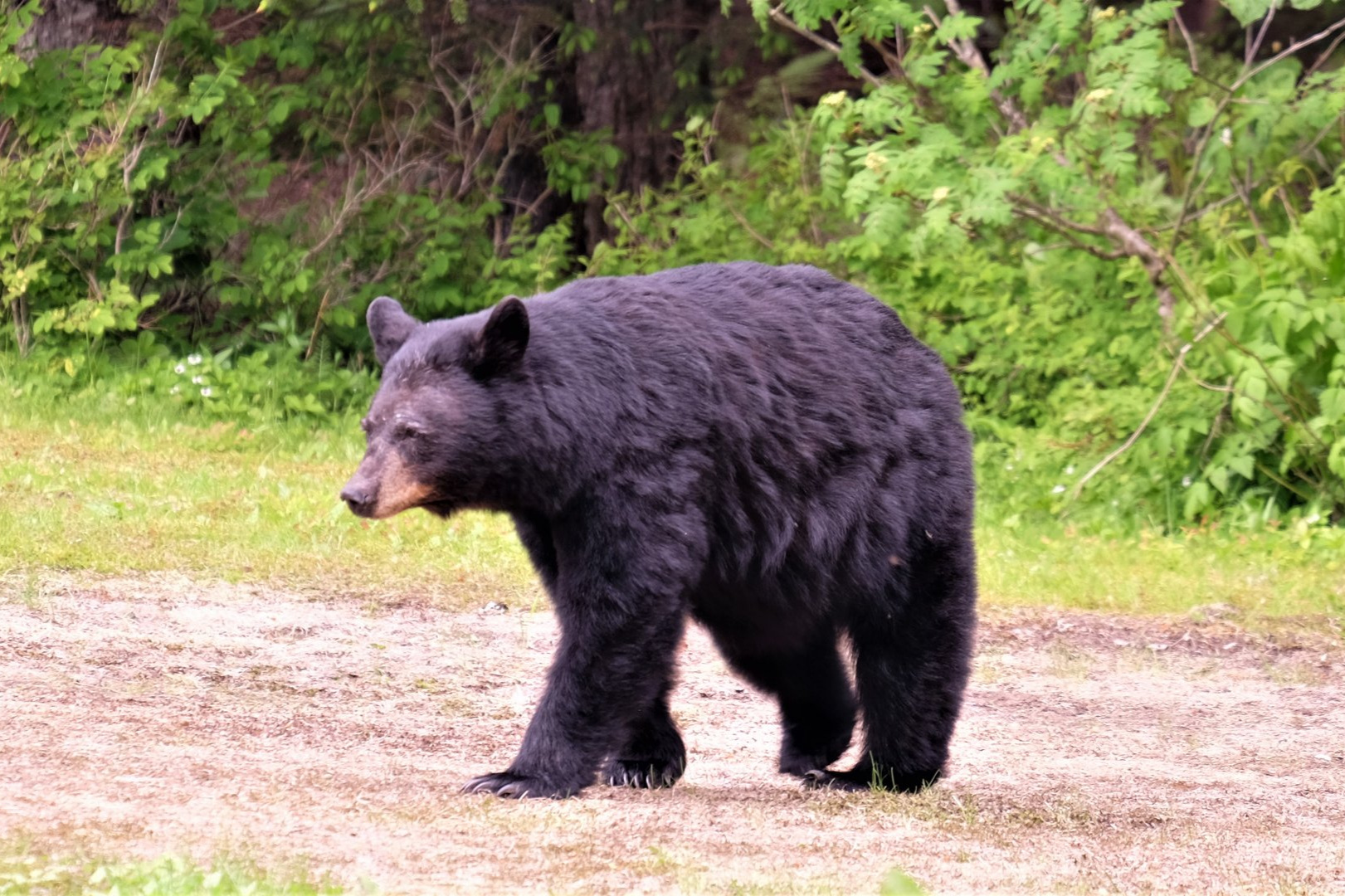 Between A Town And Its Bears, A Star-Crossed Relationship