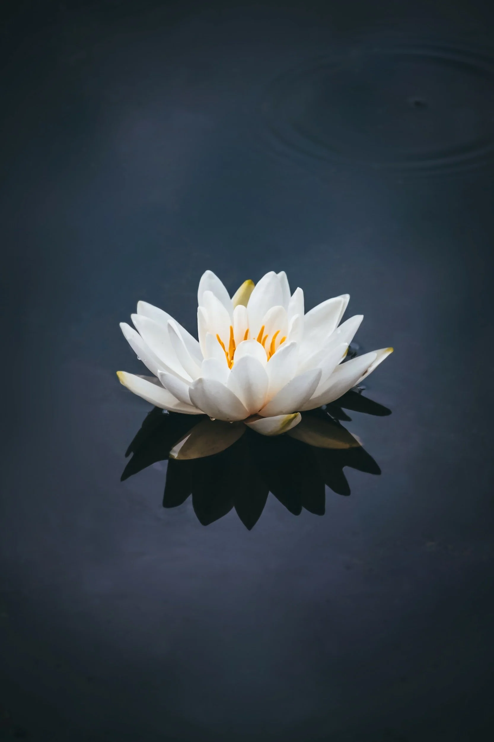 unsplash-image-Hqa-Ymae0k0.jpg