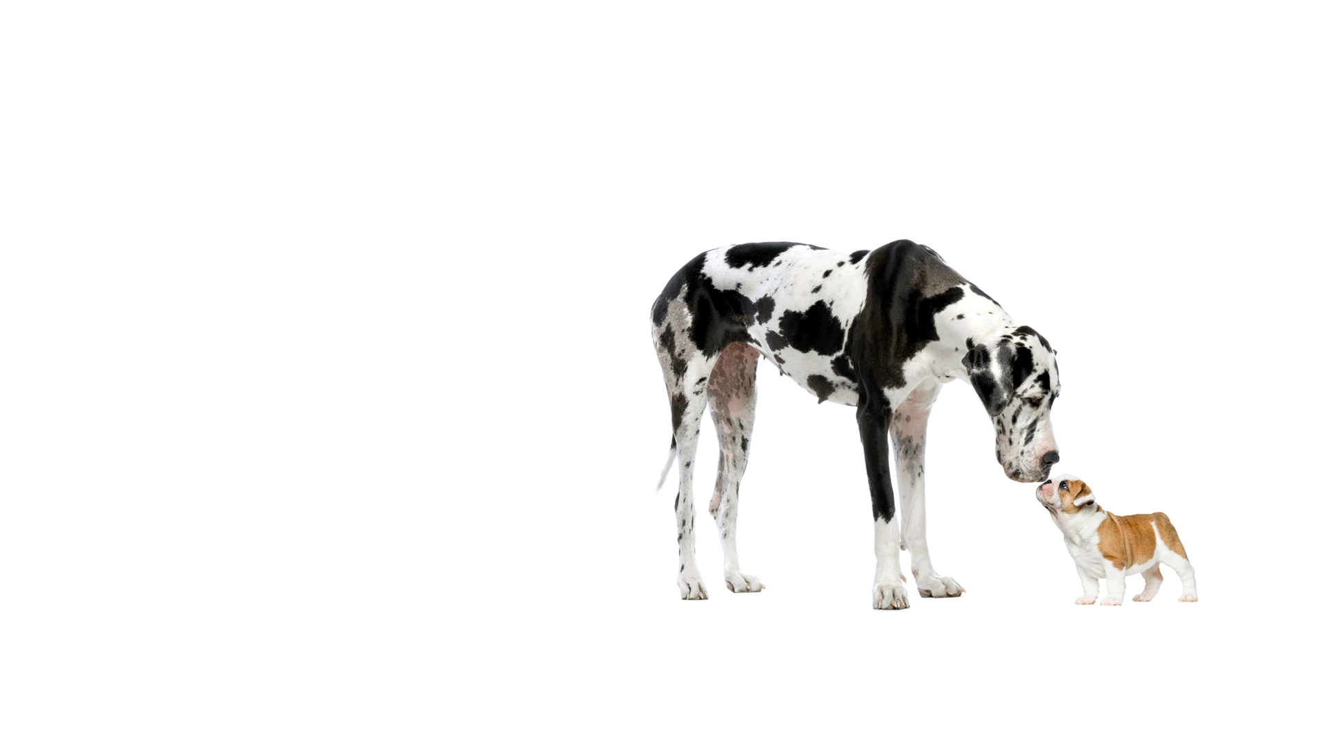 dogs-hmpg.gif