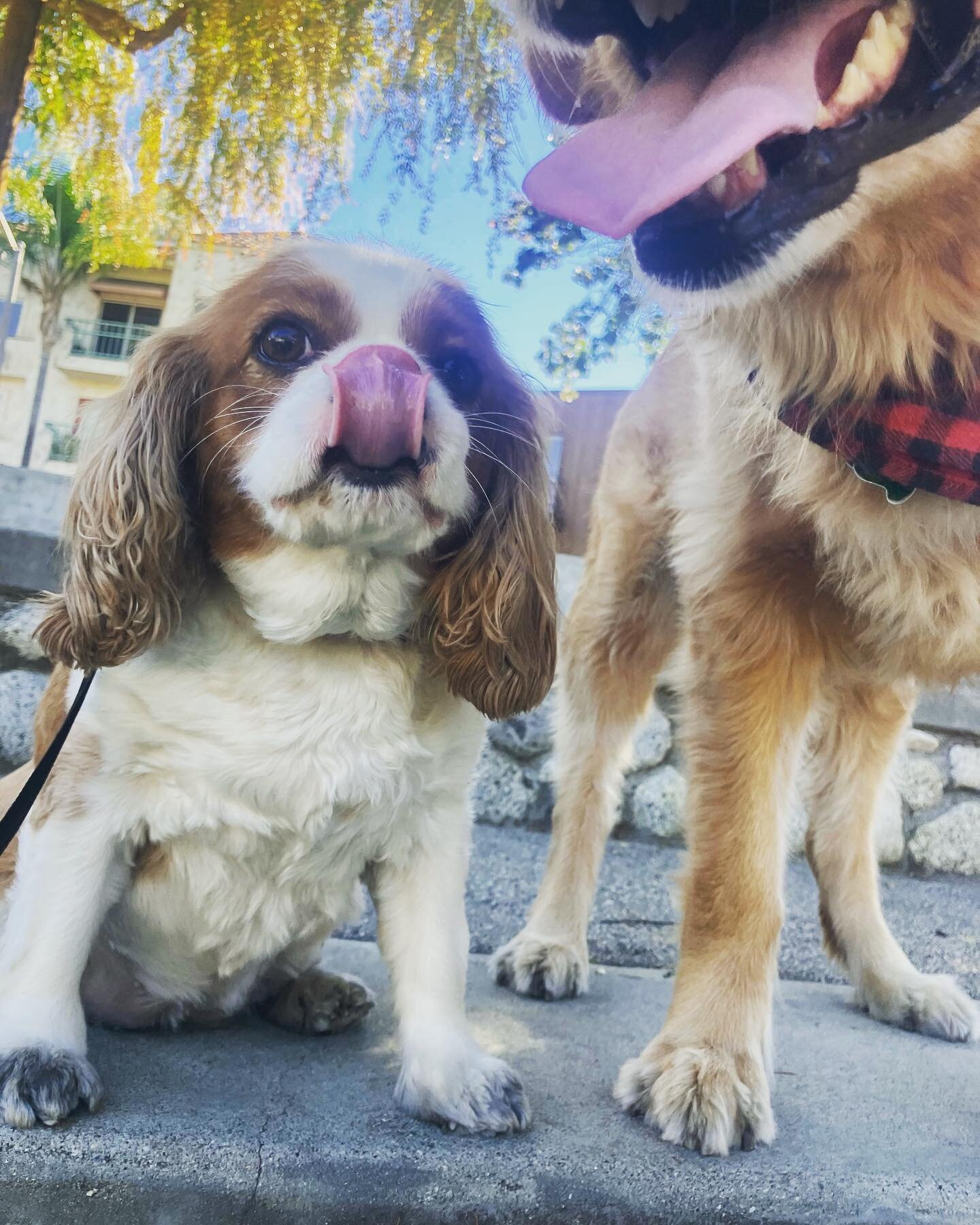 EveryPAWdy give a warm welcome to @tchotchke , our newest little bestie!! Oliver the #goldenretriever has had a crush on Tchotchke furrever and today he finally got to walk alongside her!! When Sam took Oliver to her door he immediately knew it was T