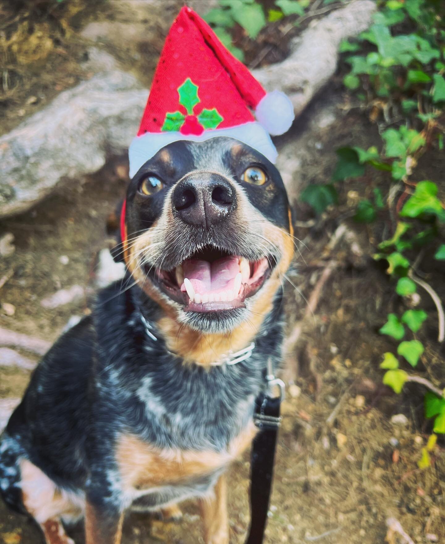 Merry Christmas and Happy Howlidays!! Thank you to our wonderful clients for giving us such gratitude this holiday season. We love each and every one of you 🎄❤️❄️ #happyhowlidays #barksandrecla