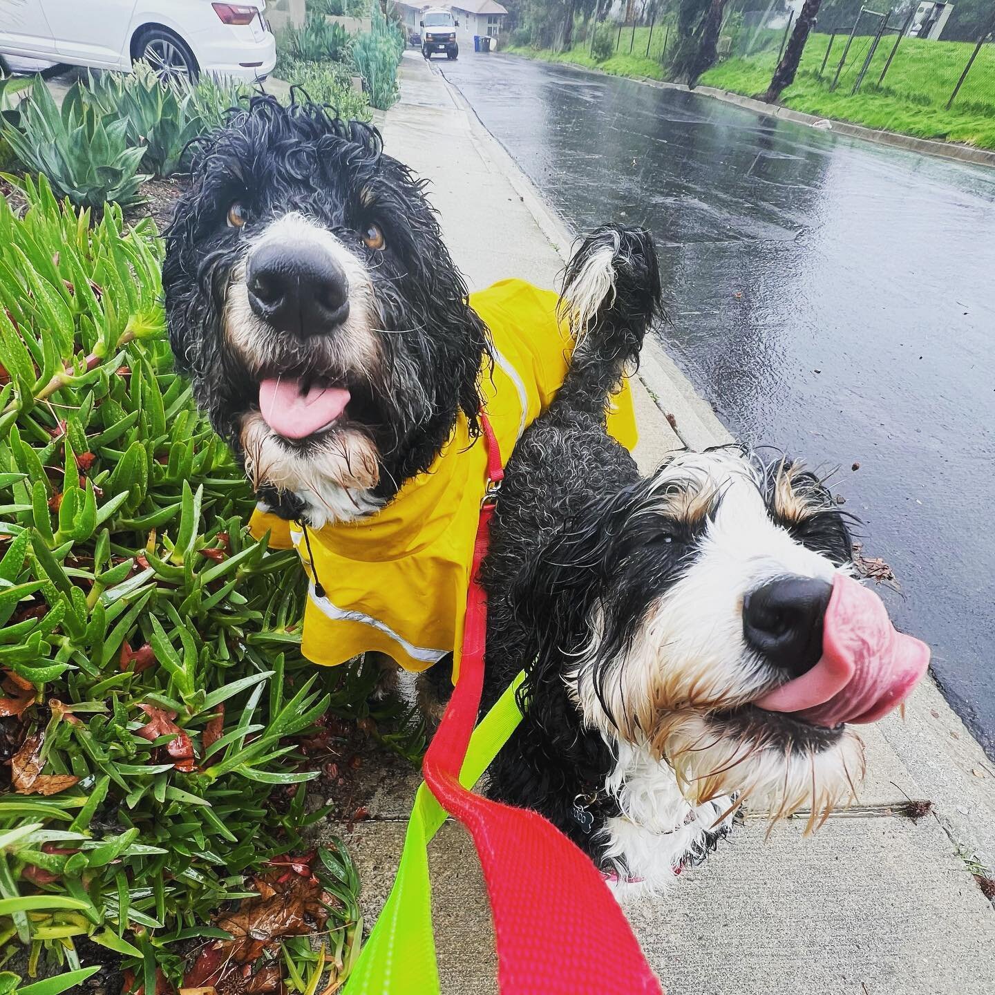 And best rainy day pic award goes to 🥁&hellip; Oliver and Coco!!!! ☔️😂 #rainydayinlosangeles #barksandrecla #rainorshine 
.
.
.
#bernedoodle #bernedoodlesofinstagram #rainyday #dogdays #rainraingoaway #dogsinraincoats #wetdogwednesday #wetdog #happ