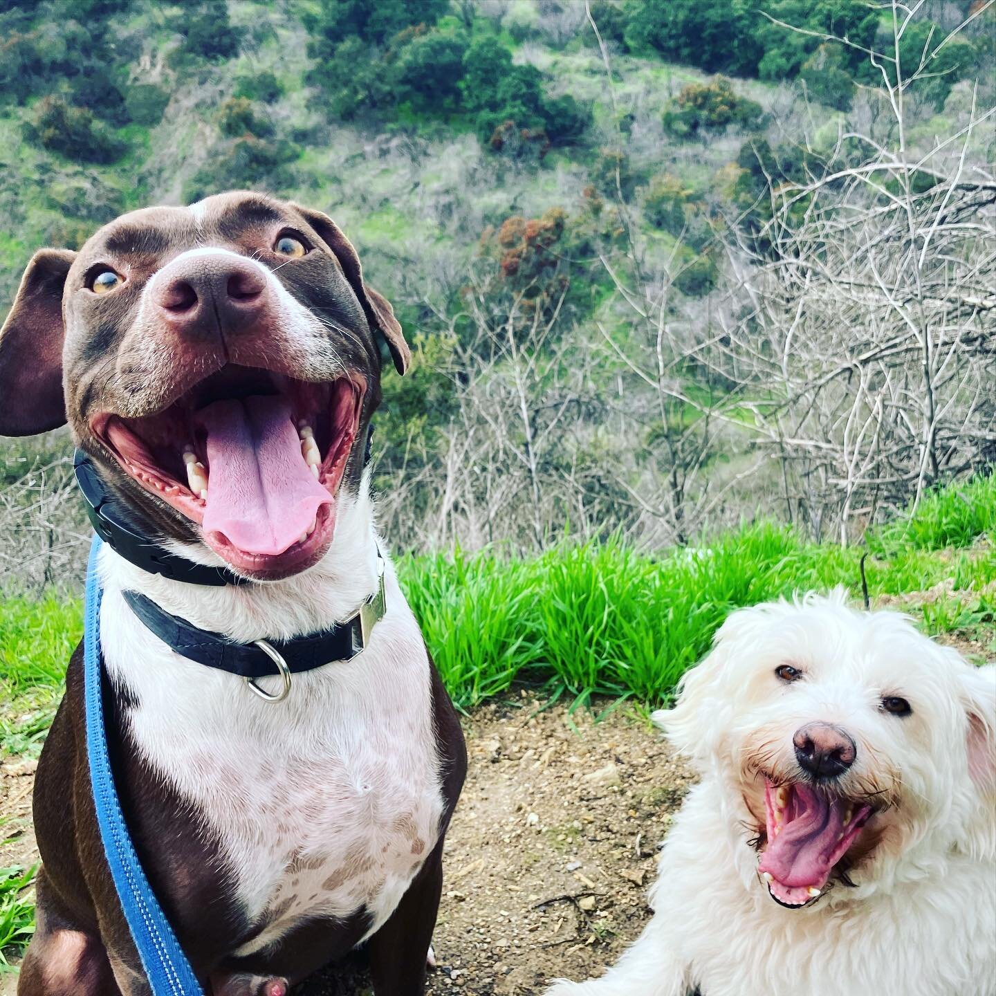 What&rsquo;s a typical week look like here at @barksandrec_la ? Well, here are some highlights 🥰
1. Our new friend Patrick (left) made fast friends with Wonder!! They enjoyed their hike together in Wonder&rsquo;s neighborhood. Wonder is showing Patr